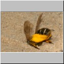 Dasypoda hirtipes - Hosenbiene w53a mit Pollen im Nest.jpg